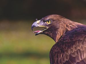 Supporting image for story: Shropshire police search premises over 'persecution of birds of prey'