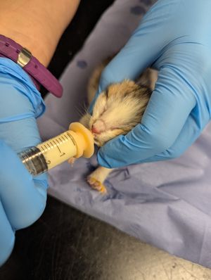 The only kitten to survive out of the litter dumped on Kings Road, Birmingham. Photo: RSPCA