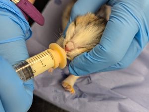 Supporting image for story: 'It's like they've been thrown away like rubbish' - RSPCA investigate after two litters of kittens dumped days apart in West Midlands
