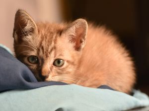 Supporting image for story: Ginger furry friends celebrated in new competition at festival