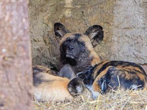 Supporting image for story: Dudley Zoo wild dogs treated to new heating system
