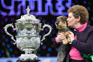 Maisie the Wire-haired Dachshund winner of Best in Show 2020 at the Birmingham National with her owner Kim McCalmont at the Exhibition Centre (NEC) during the Crufts Dog Show