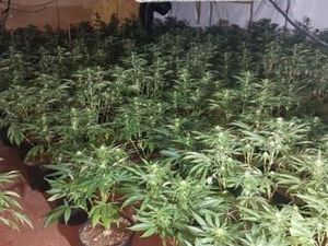 Supporting image for story: Huge £1m cannabis factory discovered during major police raid in Smethwick