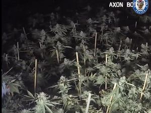 Supporting image for story: Cannabis worth almost £90 million seized across the West Midlands last year