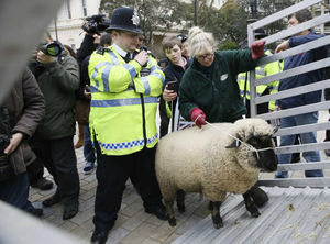 A police officer helps to herd a sheep back into a truck during the rally