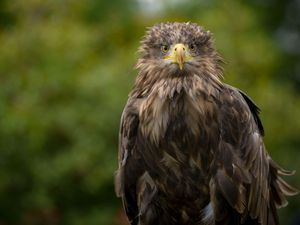 Supporting image for story: System ‘set to fail’ in efforts to tackle wildlife crime, report warns