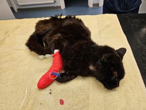 Supporting image for story: Appeal launched after extremely unwell cat found abandoned by rubbish bins in Kidderminster