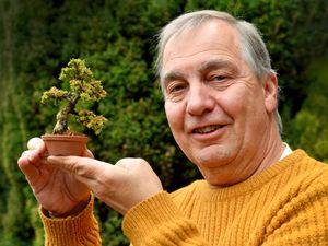 Supporting image for story: "I'm a bonsai enthusiast and I have created a little piece of Japan in Walsall"