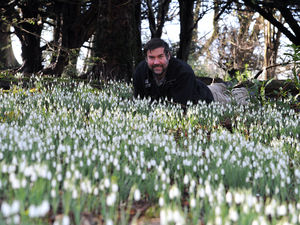Supporting image for story: Snowdrops spring to life - and why Chirk Castle is the place to see them