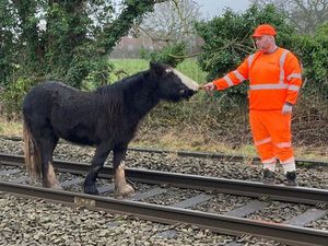 Supporting image for story: Disruption cleared on train line at Albrighton after Network Rail staff coax horse off track