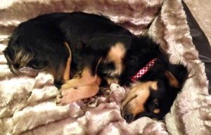 Pet detective Rico in his bed after being rescued.