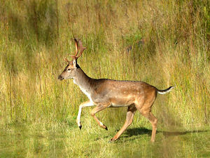 Supporting image for story: Five deer killed in Cannock Chase crashes in one week