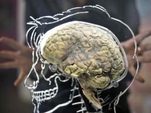 Supporting image for story: The brain’s waste drainage system has finally been discovered