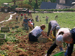 Supporting image for story: Your plate needs you! Army of pickers sought to help feed the nation