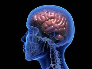 Supporting image for story: Scientists discover way to see tiny brain clusters that may trigger Parkinson’s