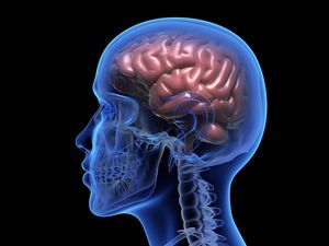 Supporting image for story: Scientists discover way to see tiny brain clusters that may trigger Parkinson’s