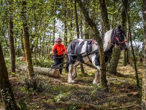 Supporting image for story: Horses used for logging in electricity network projects