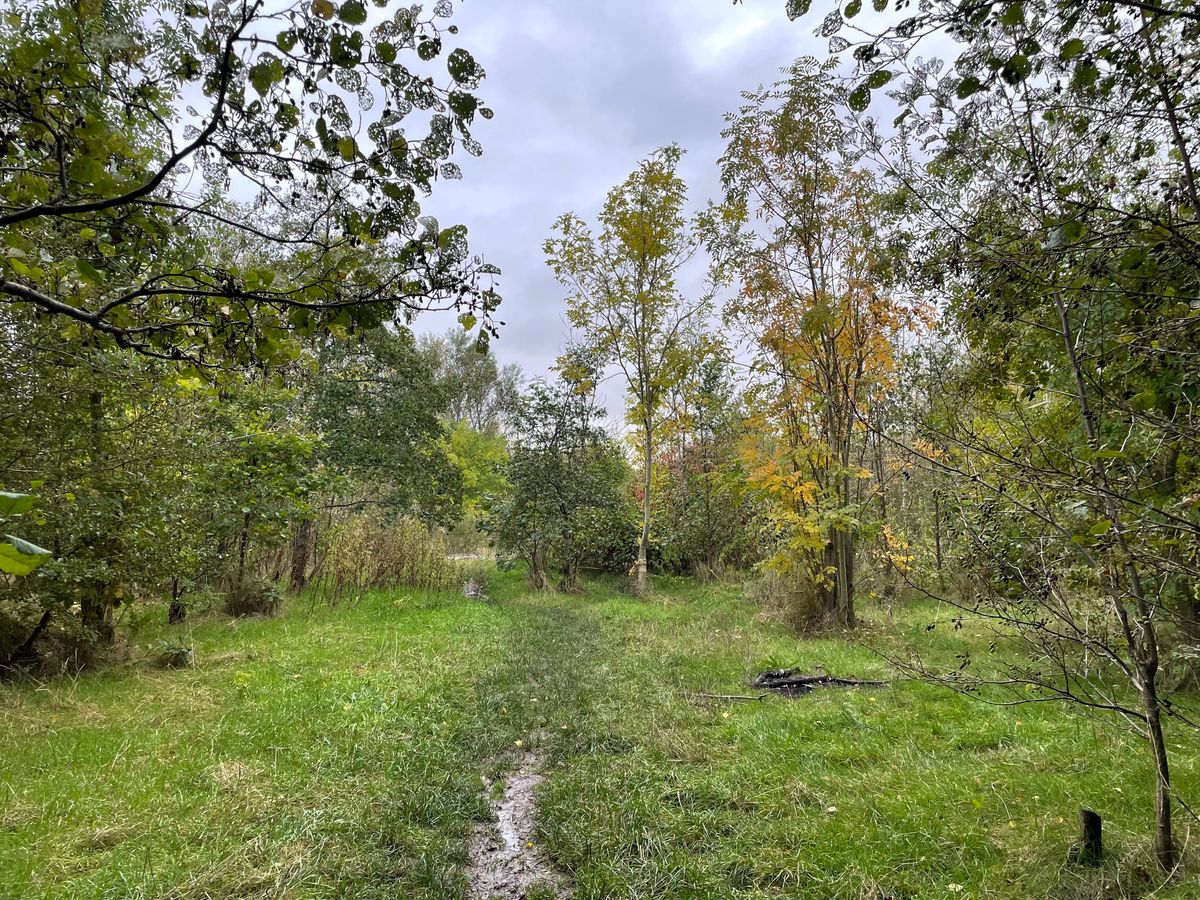 £1m spend and 125-year lease approved for new free school on Walsall woodland