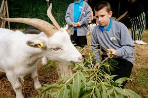 Pupils at Longlands Community Primary School in Market Drayton have welcomed two new pygmy goats – Leo and Vince