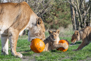 (Photo: West Midlands Safari Park)
