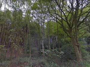 Supporting image for story: Trust set to plant thousands of new trees at Sutton Coldfield wood 