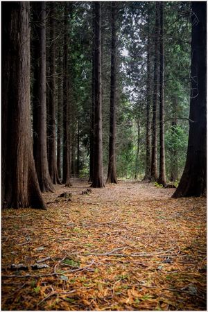 The Light Between the Trees by Brian Kerrison