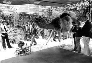 Marzipan the Camel pictured in 1979.