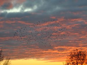 Supporting image for story: Stunning starlings swoop through Shropshire sunset