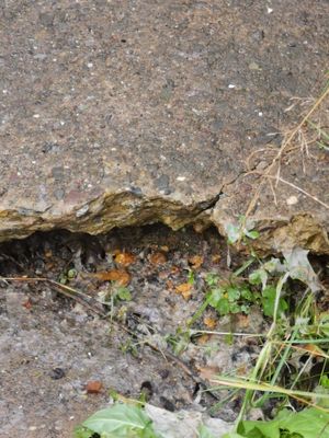 Waste left in the garden