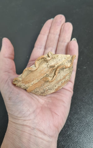 Photo issued by the National Trust of a piece of incense bowl. Roman coins, incense bowl and helmet handle are among artefacts found in a dig that allowed visitors to a National Trust estate to get hands-on with archaeology. Photo: Suzy Watts/National Trust/PA Wire 