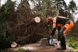 Trevor Garside cutting down Christmas trees