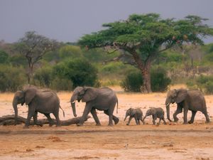 Supporting image for story: Zimbabwe and Namibia will kill scores of elephants to feed people facing drought