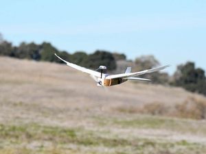 Supporting image for story: ‘PigeonBot’ could help scientists develop drones that mimic birds