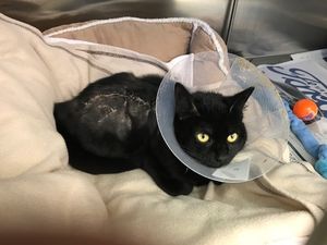 Supporting image for story: Cat left looking like Frankenstein after being rescued from car engine