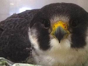 Supporting image for story: TLC is getting falcon rescued from Shropshire cliff back to health