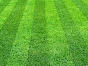 Supporting image for story: Andy Richardson: Women are damned clever at getting what they want