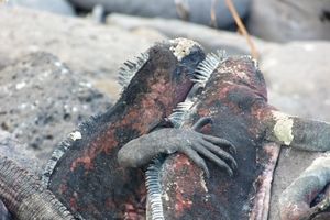 The Galápagos Islands