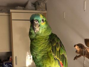 Supporting image for story: Wolf-whistling parrot goes missing from Shrewsbury home