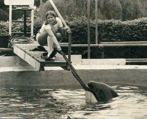 Cuddles the killer whale indulges in a little tug-o-war with Dudley Zoo trainer Sue Shields, using a chunk of plastic from the bottom of his pool. Cuddles had taken to ripping off bits of plastic and bringing them up to Sue, and now the pool was leaking as a result. Officials were facing the prospect of replacing the pool lining.