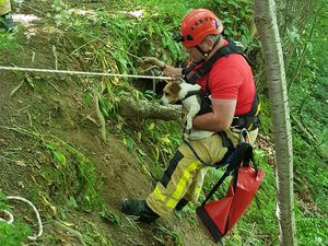 Supporting image for story: Firefighters rescue dog stuck down embankment