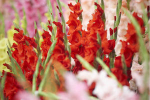 Learn about all things horticulture with various programmes running across both days