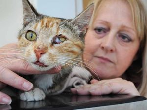 Supporting image for story: Warning after cat snared at Walsall allotment site