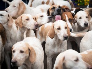 Supporting image for story: Natural Resources Wales bans trail hunting on its land