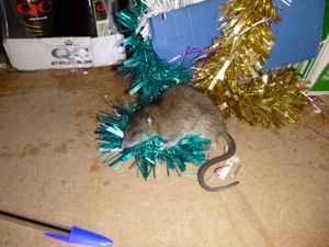 Supporting image for story: Black Country off licence owner fined after rat found on fridge