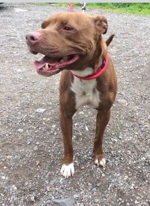 Molly has now returned to Rosedene Rescue Centre