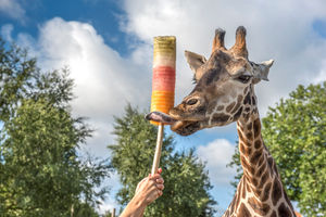 A giraffe enjoying a cooling lolly