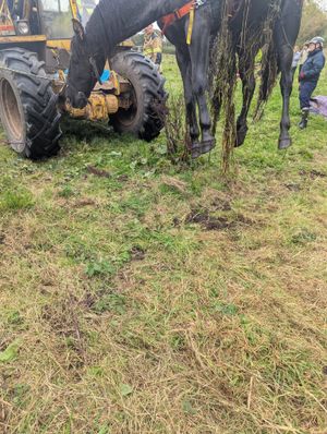 Pictures: Wellington Amber Watch