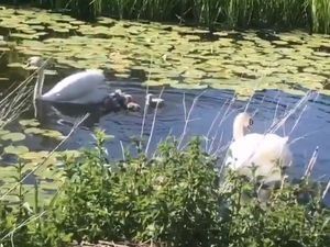 Supporting image for story: Newport swan family reunited after 'horror scene' violence