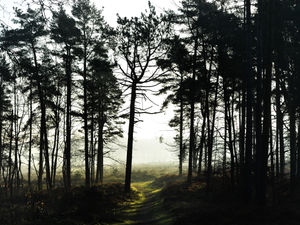 Supporting image for story: Two mountain bikers injured in separate incidents at Cannock Chase