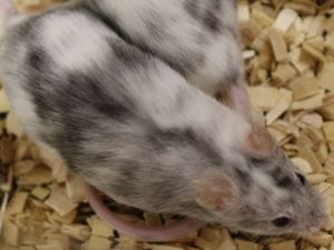 Supporting image for story: Researchers use gene editing to create single-sex mice litters